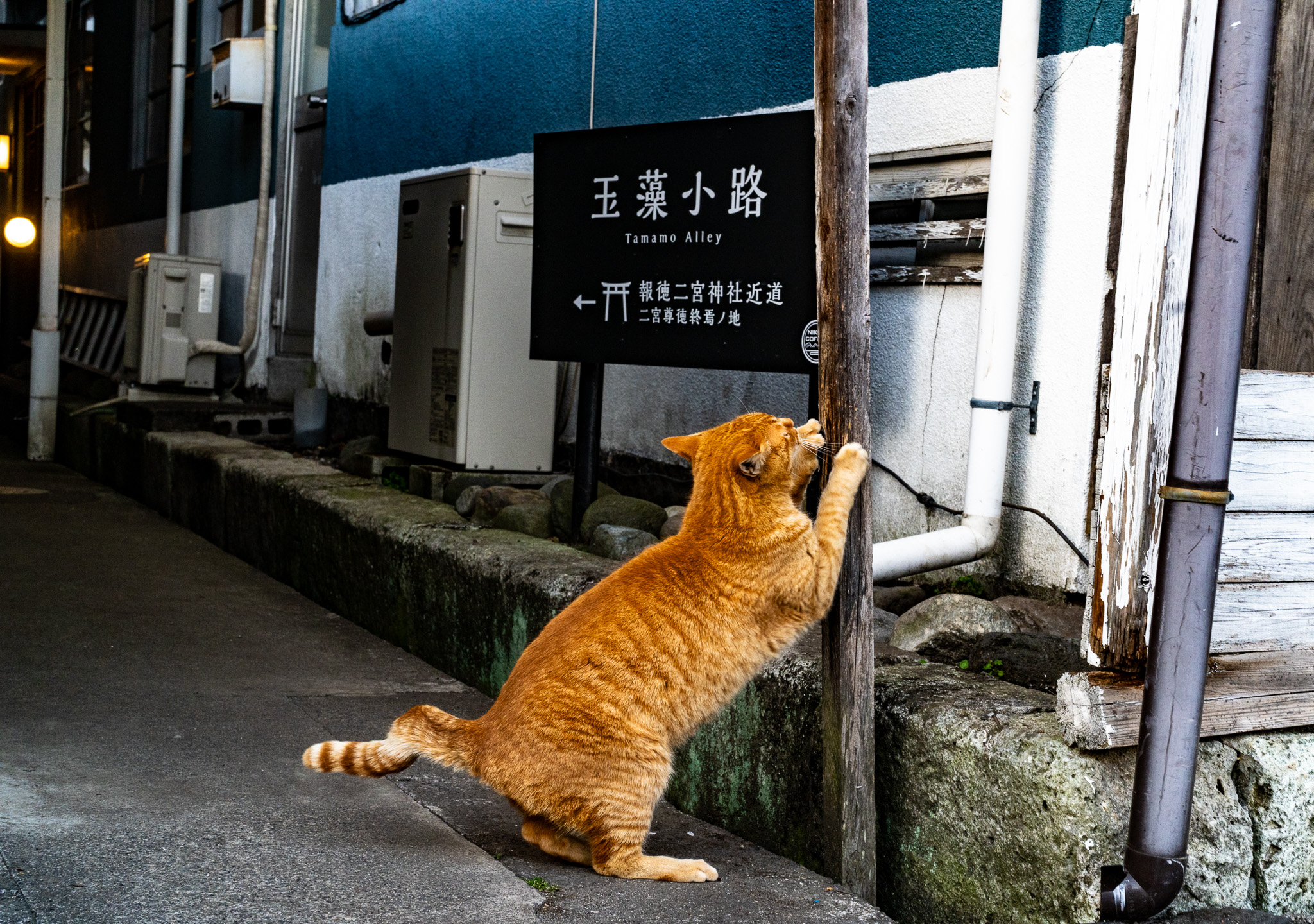 orange tabby cat marking entrance to Tamamo Alley