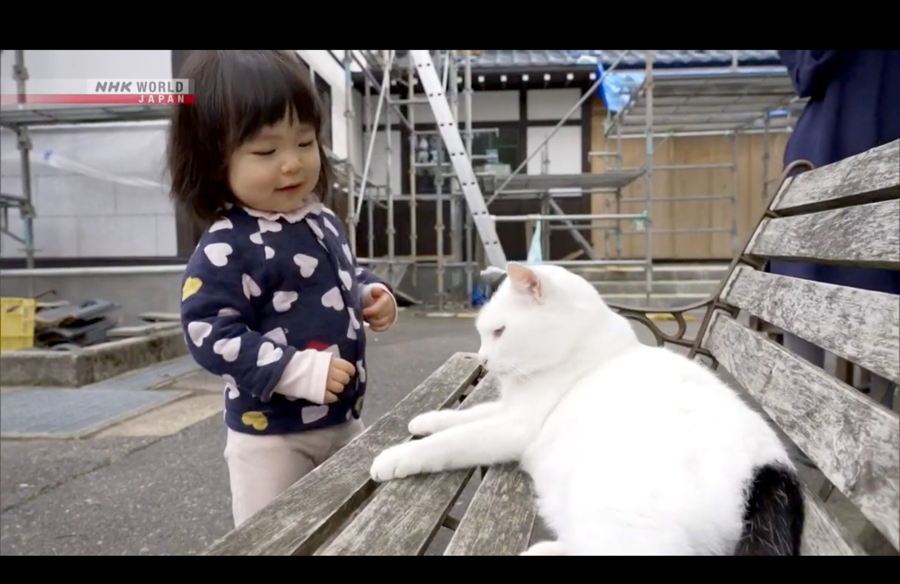 A Cat Temple: Soothing the Mind and Soul