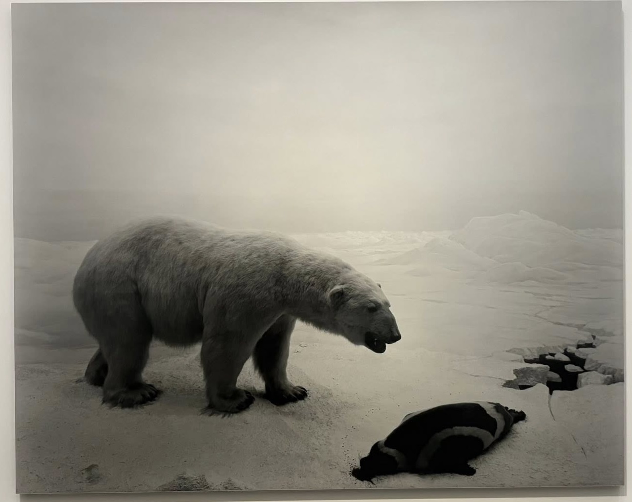 photo of Hiroshi Sugimoto's Polar Bear taken by Yasuko Kasaki